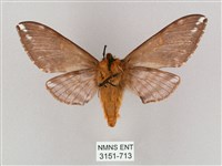 井上氏絨毛天蛾藏品圖，第2張