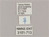 井上氏絨毛天蛾藏品圖，第3張