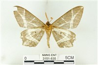 樹形尺蛾藏品圖，第2張