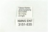 樹形尺蛾藏品圖，第3張