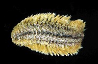 黃海毛蟲藏品圖，第1張