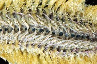 黃海毛蟲藏品圖，第2張