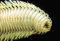 黃海毛蟲藏品圖，第4張