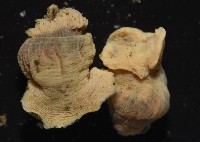 縱條磯海葵藏品圖，第2張