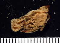 縱條磯海葵藏品圖，第3張