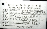 縱條磯海葵藏品圖，第4張