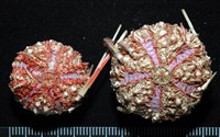 浪腔海膽(波紋腔海膽)藏品圖，第1張