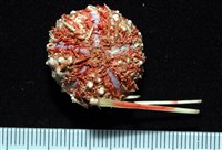 浪腔海膽(波紋腔海膽)藏品圖，第2張