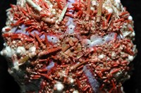 浪腔海膽(波紋腔海膽)藏品圖，第3張