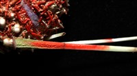 浪腔海膽(波紋腔海膽)藏品圖，第4張