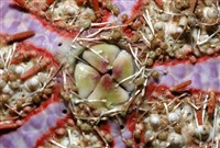 浪腔海膽(波紋腔海膽)藏品圖，第6張