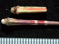 浪腔海膽(波紋腔海膽)藏品圖，第8張