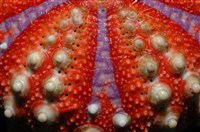 浪腔海膽(波紋腔海膽)藏品圖，第13張