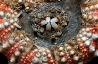 浪腔海膽(波紋腔海膽)藏品圖，第15張