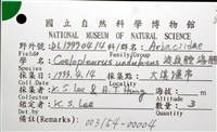 浪腔海膽(波紋腔海膽)藏品圖，第20張
