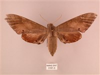 栗六點天蛾藏品圖，第1張