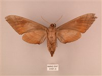 栗六點天蛾藏品圖，第2張