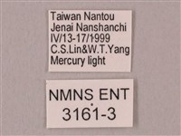 栗六點天蛾藏品圖，第3張