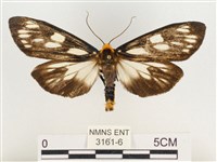 巨網燈蛾藏品圖，第1張