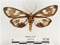 巨網燈蛾藏品圖，第2張