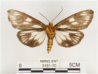 巨網燈蛾藏品圖，第2張