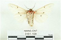 菊池污燈蛾藏品圖，第2張