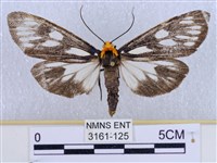 巨網燈蛾藏品圖，第1張