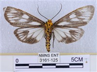 巨網燈蛾藏品圖，第2張