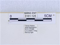 巨網燈蛾藏品圖，第3張