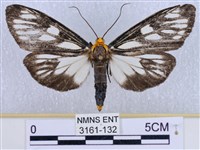 巨網燈蛾藏品圖，第1張