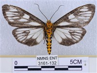 巨網燈蛾藏品圖，第2張