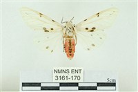 菊池污燈蛾藏品圖，第1張