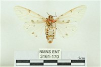 菊池污燈蛾藏品圖，第2張