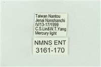 菊池污燈蛾藏品圖，第3張