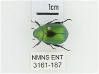 艷金龜藏品圖，第1張