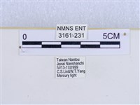 巨網燈蛾藏品圖，第3張