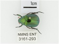 艷金龜藏品圖，第1張