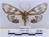 巨網燈蛾藏品圖，第2張