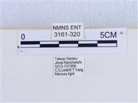 巨網燈蛾藏品圖，第3張