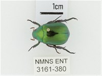 艷金龜藏品圖，第1張