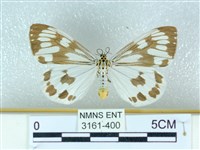 粉蝶燈蛾藏品圖，第1張