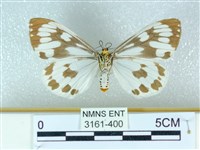 粉蝶燈蛾藏品圖，第2張