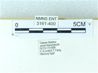 粉蝶燈蛾藏品圖，第3張