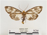 巨網燈蛾藏品圖，第1張