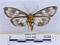 巨網燈蛾藏品圖，第2張