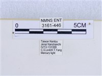 巨網燈蛾藏品圖，第3張