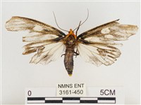 巨網燈蛾藏品圖，第1張