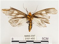 巨網燈蛾藏品圖，第2張