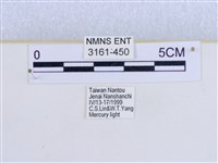 巨網燈蛾藏品圖，第3張