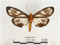 巨網燈蛾藏品圖，第2張